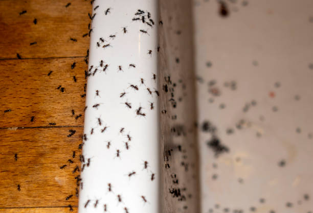 Reliable England, AR Pest Control Solutions